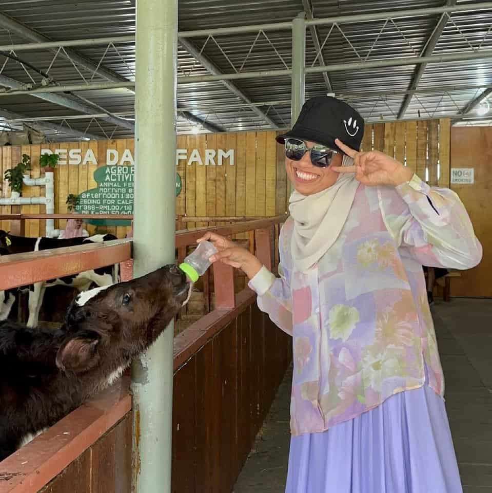 (Sabah) 3 Day 2 Night Kundasang Itinerary: Desa Cattle Dairy Farm