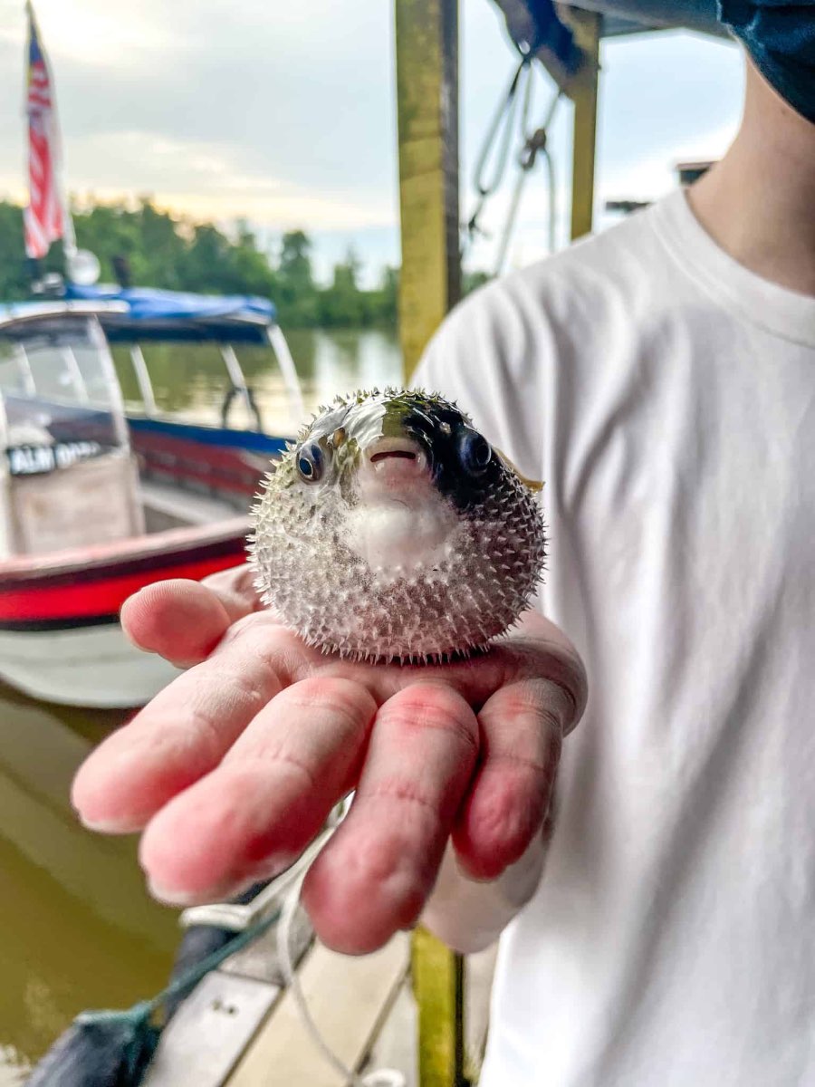 BEWARE! The pufferfish's skin is poisonous & wash your hands with soap after touching it!