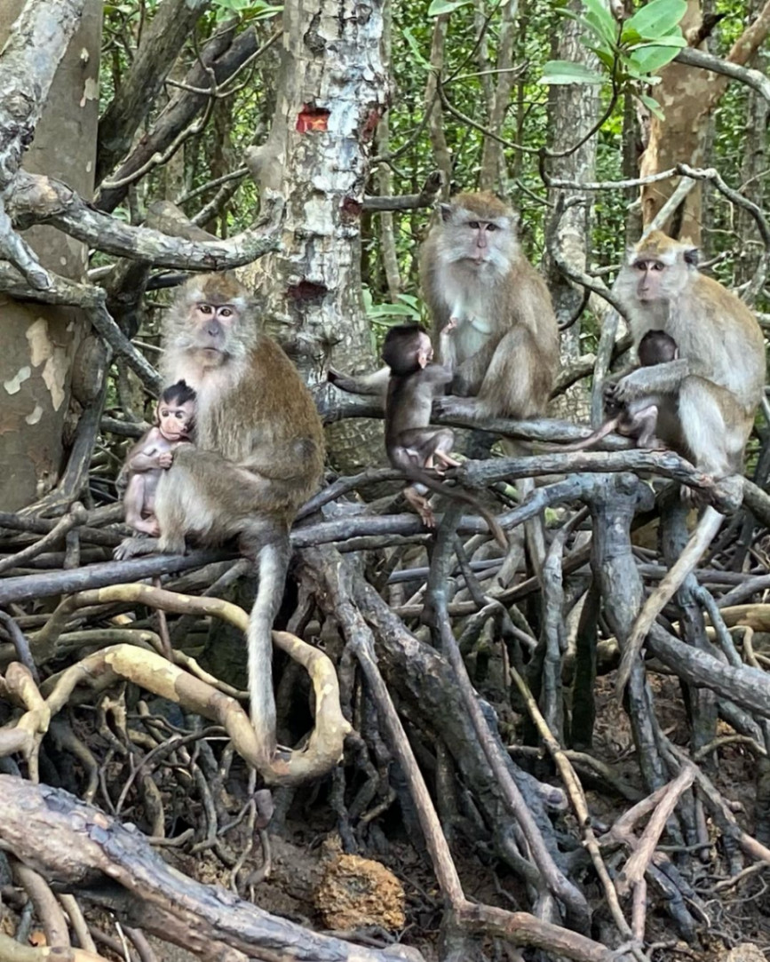 10 Nature-Inspired Activities in Malaysia for Stronger Connections: Langkawi Mangrove Tour & Kayak