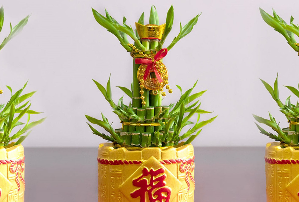  15 Chinese New Year Office Party Ideas: Lucky Bamboo Planting Station