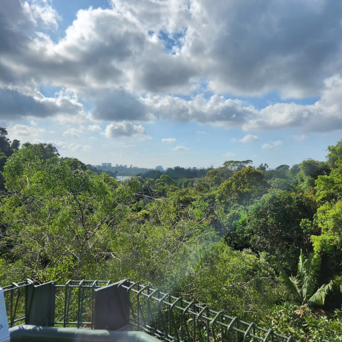 Thrifty Travels: 15 Budget-Friendly Company Outing Ideas in Singapore - MacRitchie Reservoir