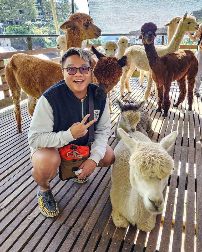 (Weekend Trip) 2D1N Cameron Highlands Itinerary - The Sheep Sanctuary