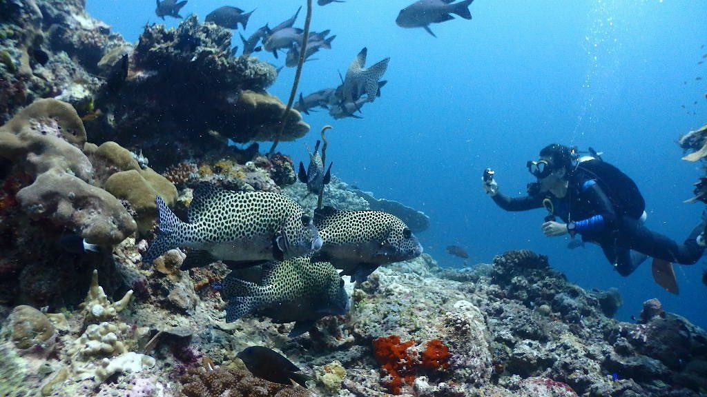 10 Nature-Inspired Activities in Malaysia for Stronger Connections: Scuba Diving