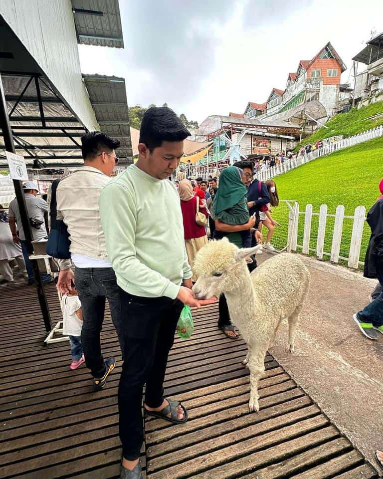 (Weekend Trip) 2D1N Cameron Highlands Itinerary - The Sheep Sanctuary